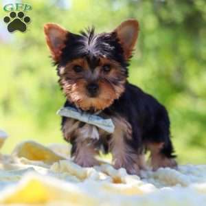 Drake, Yorkie Puppy